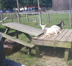 WebersHappyGoats